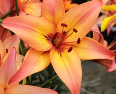 Лилиум Forever marjolein 